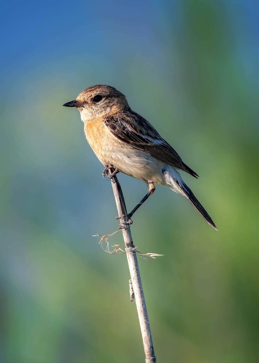 , Сергей Тихомиров