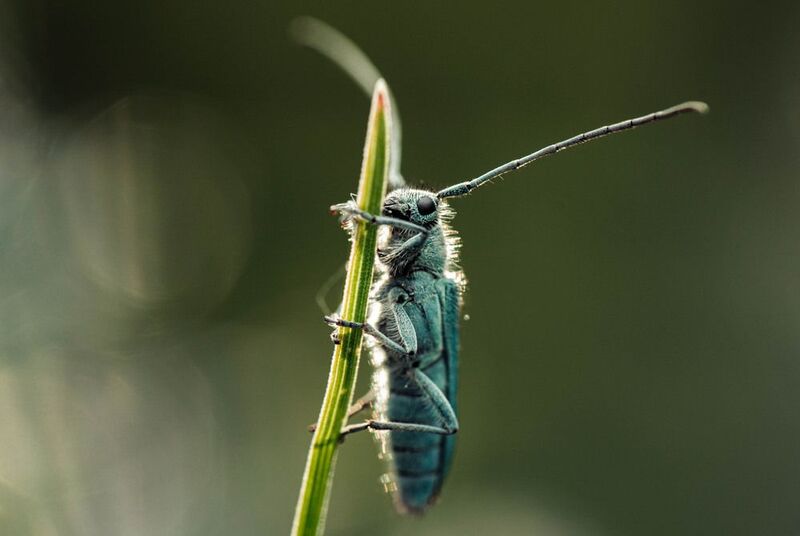 макро, жук, усач Маленький усач греется на солнышке фото превью