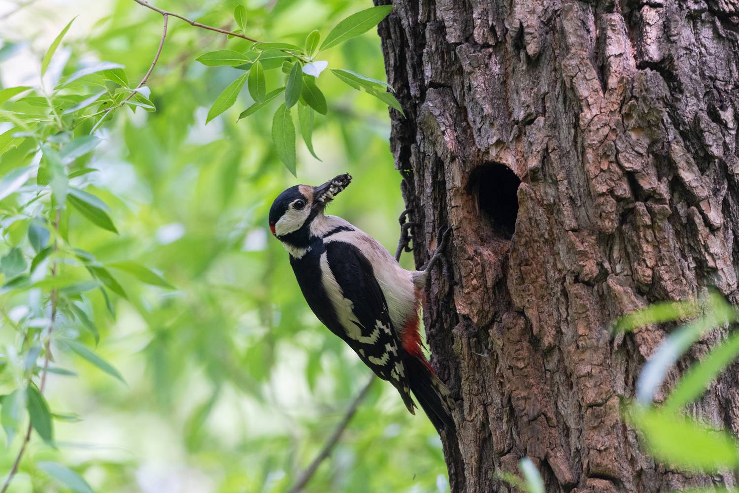 , Красников Андрей