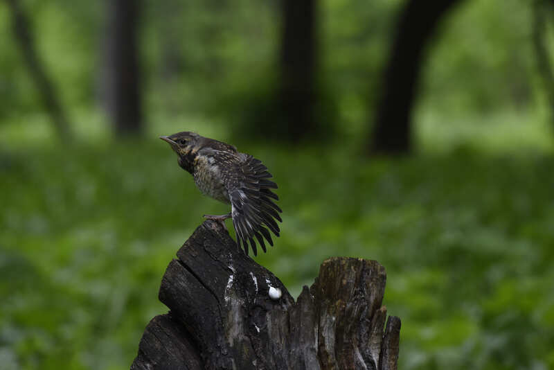 практикующий йог фото превью