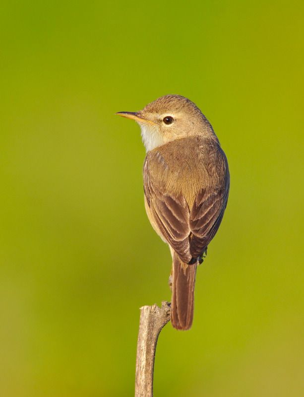 iduna caligata, северная бормотушка, Северная бормотушка. фото превью