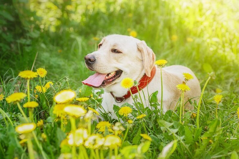 Алькор фото превью