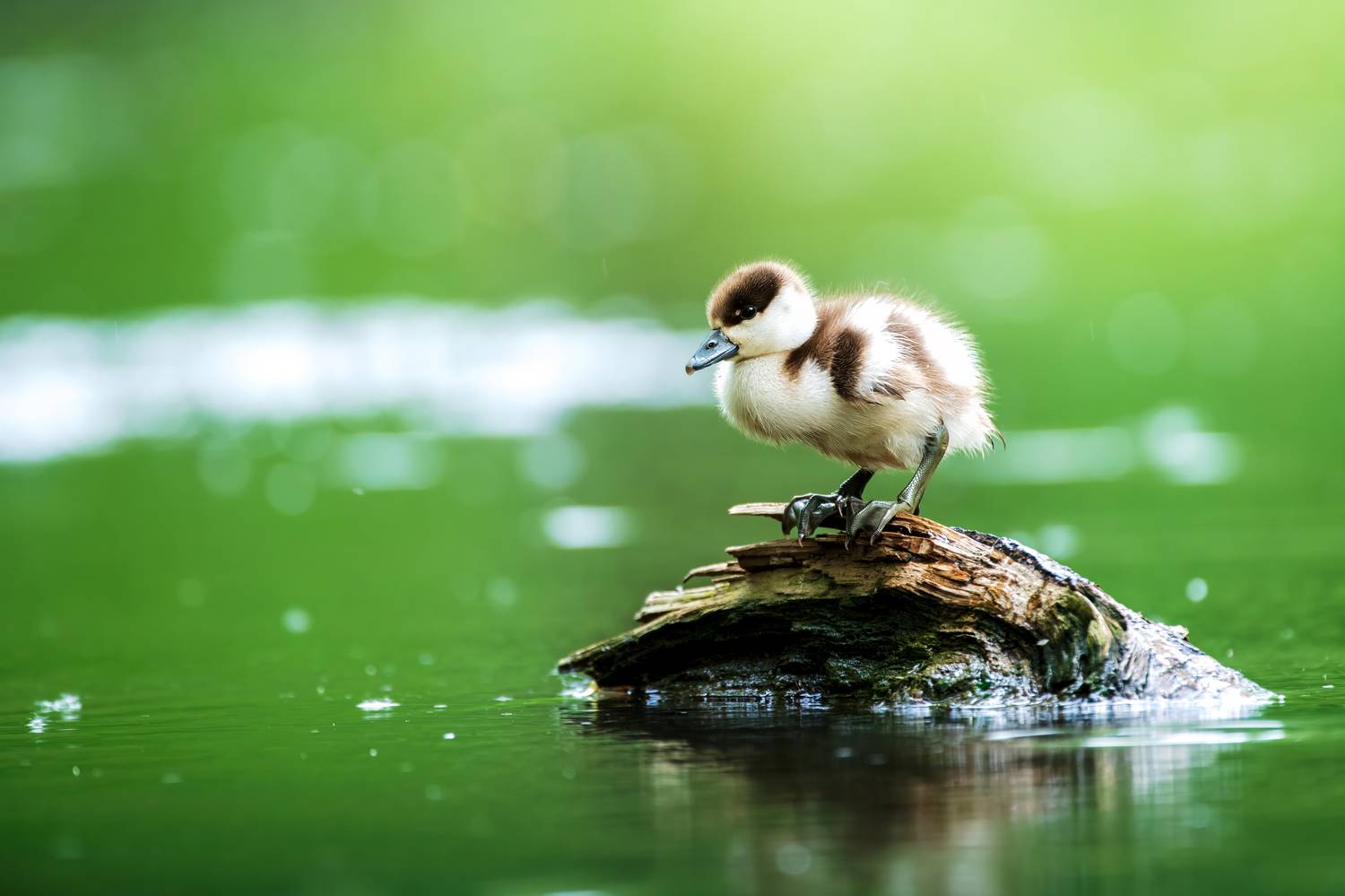 , Павел Ныриков