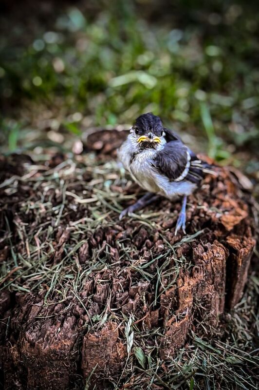 Желторотик фото превью