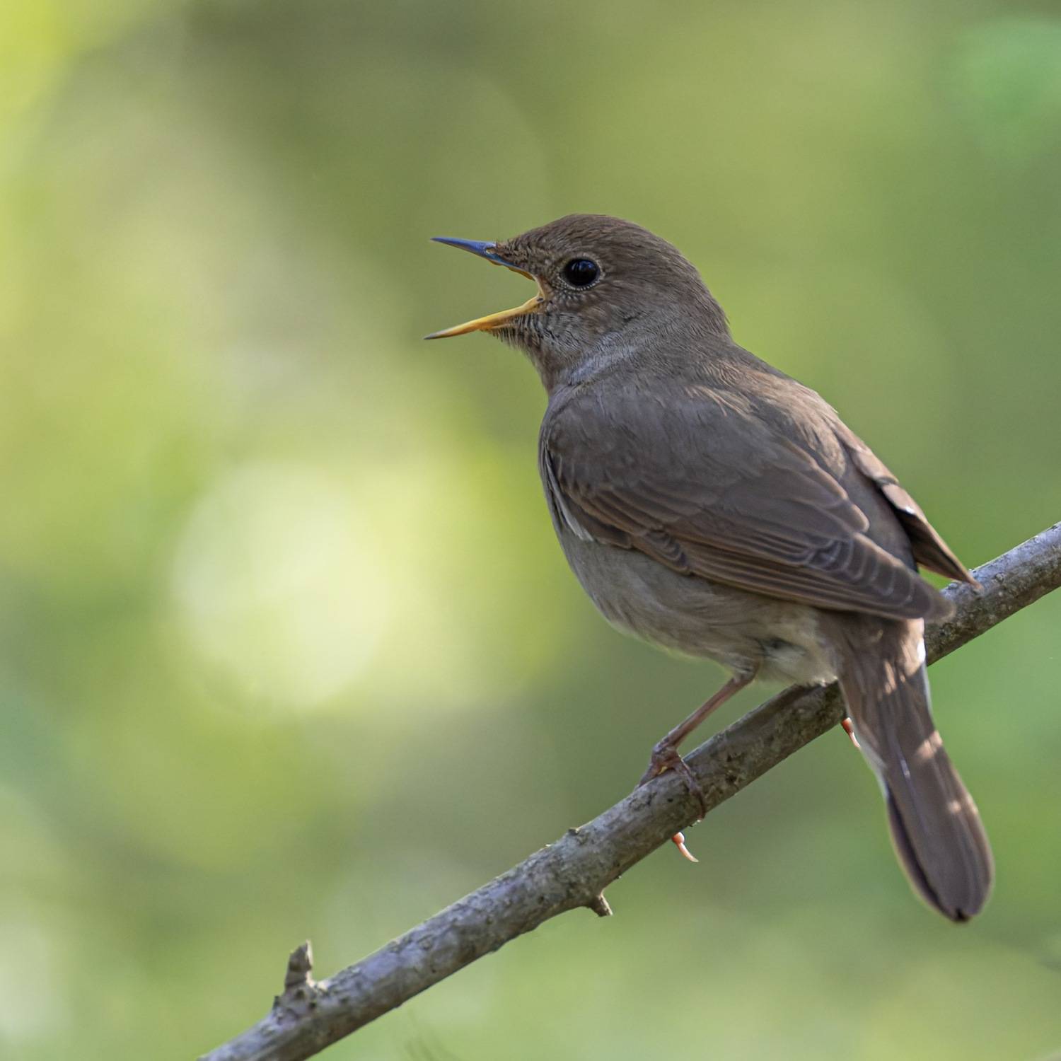 соловей, птицы, Руслан Pl