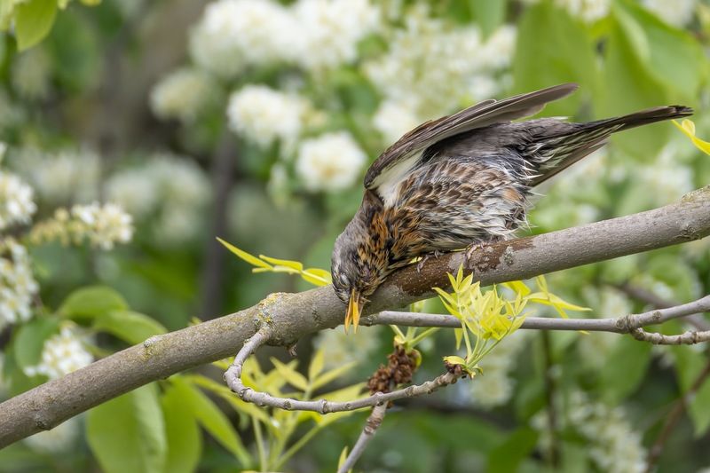 дрозд, рябинник, птицы  фото превью