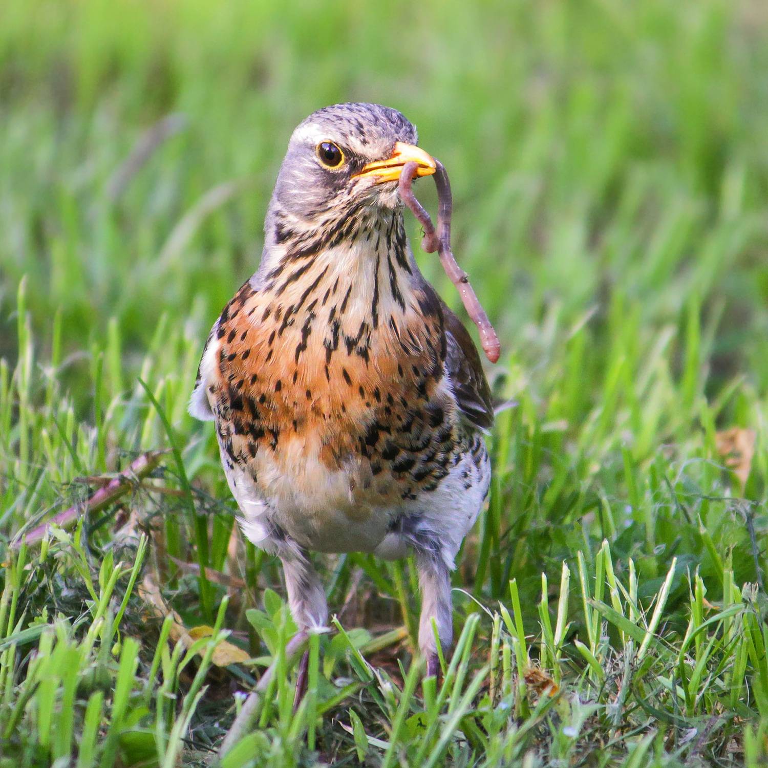 дрозд, рябинник, дрозд-рябинник, turdus pilaris, КарОл
