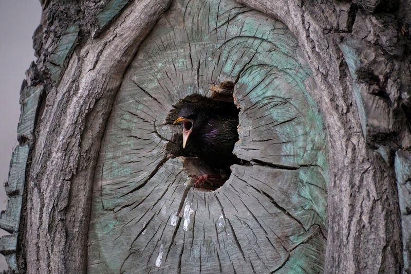 скворец Птичий бастион фото превью