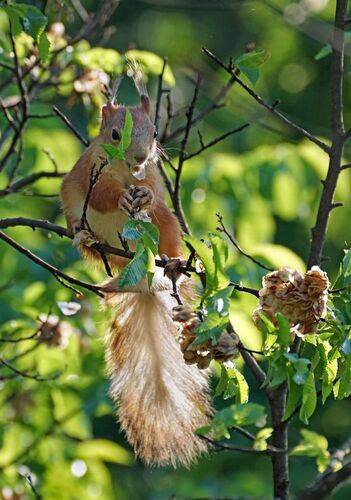 Специалист по прореживанию кроны