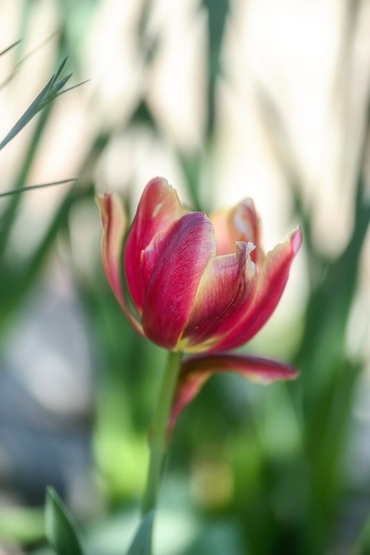 ✿⊱╮  фото превью