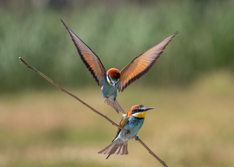 bee-eaters, bird in flight, золотистые, щурки, пчелоеды, птица в полете Я следую за тобой! I follow you! фото превью