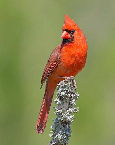 Northern Cardinal male - Красный кардинал, самец