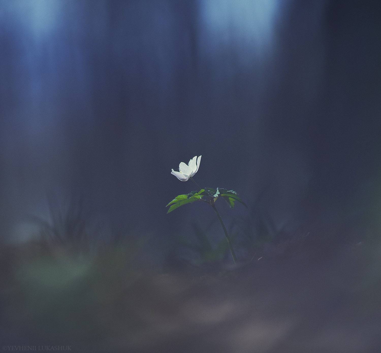 , Лукашук Евгений