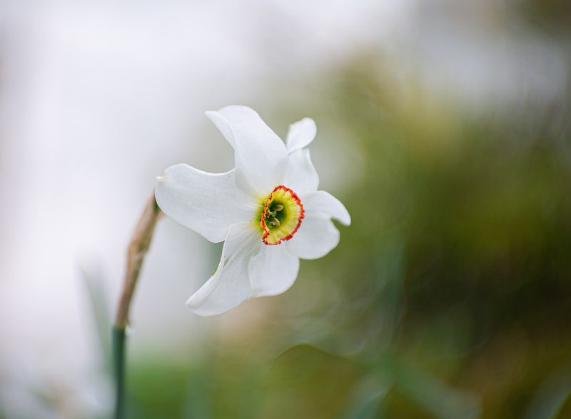 Нарцисс фото превью