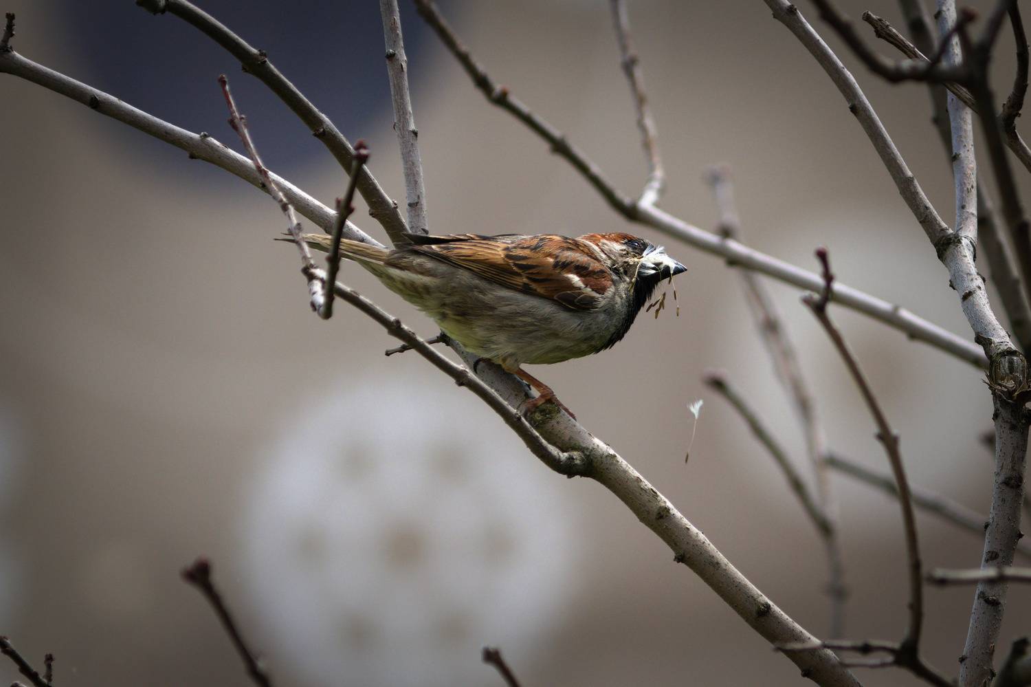 , Лажанский Руфат