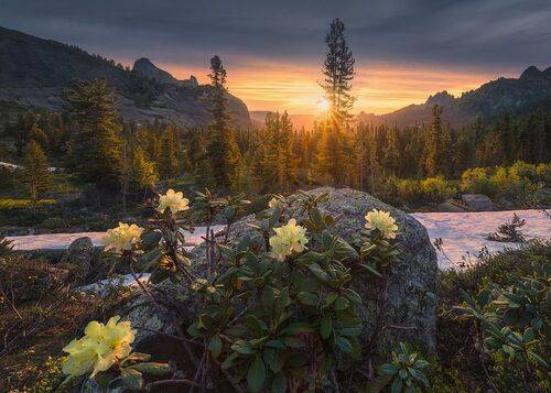 Rhododendrons