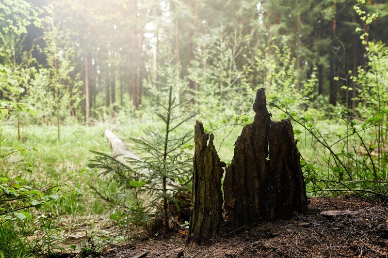 лес Лесная зарисовка фото превью