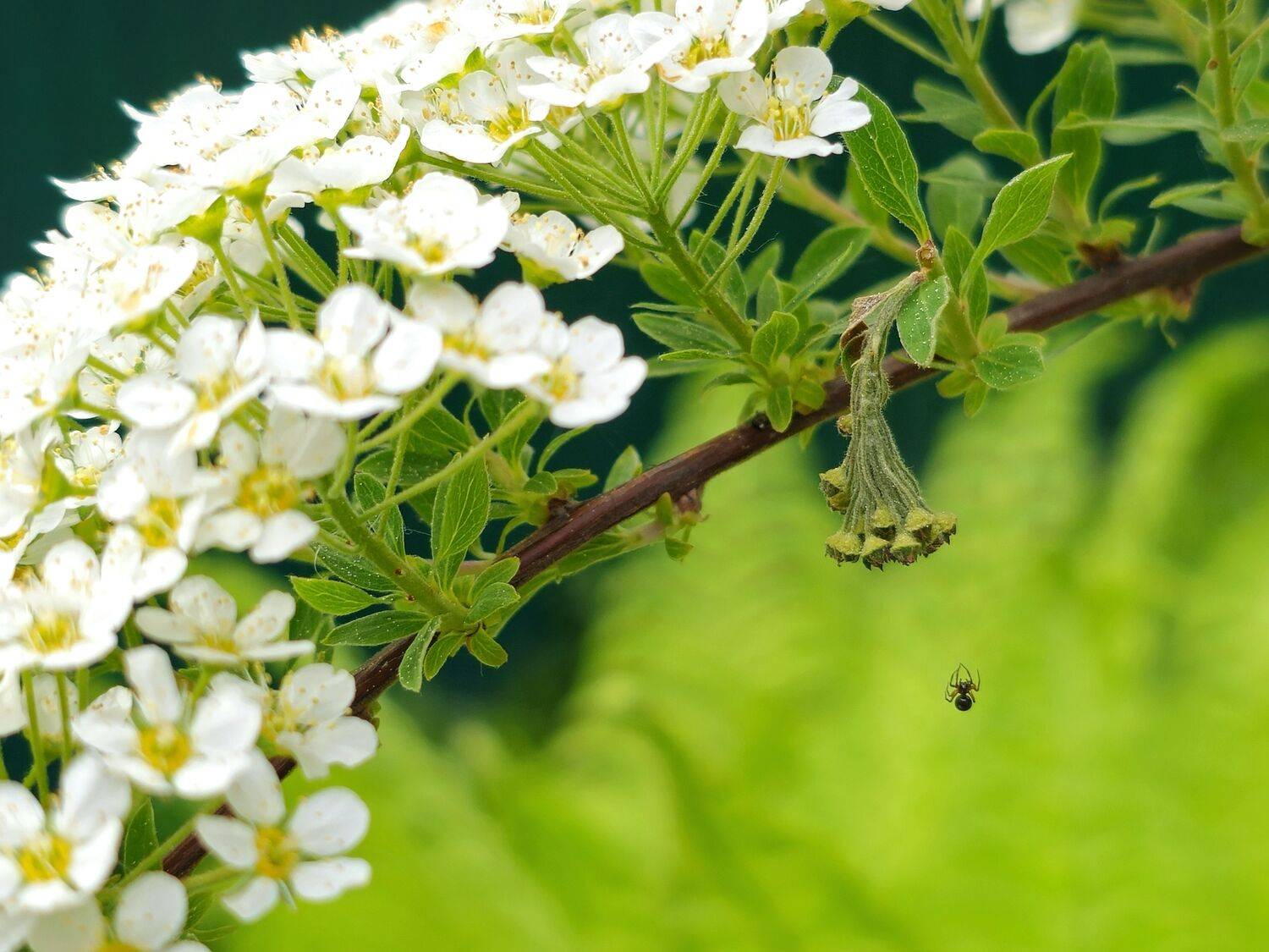 , Мария Яковлева