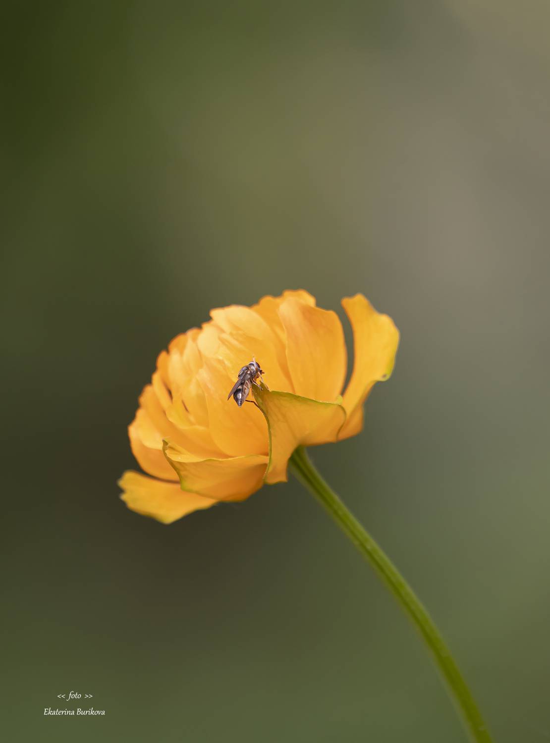 , Бурикова Екатерина