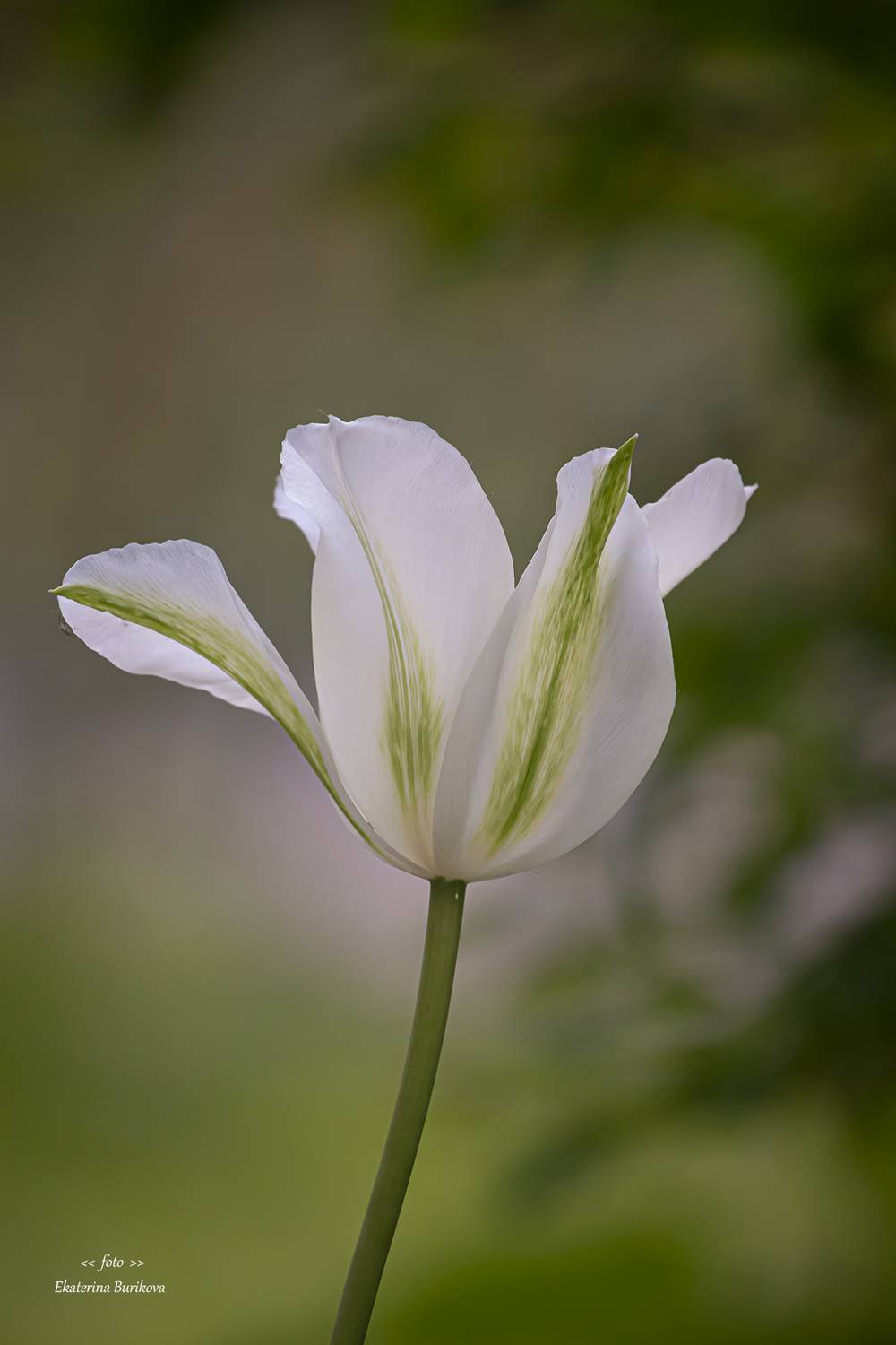 , Бурикова Екатерина