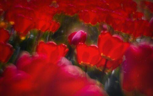 Иллюзии в тюльпановой обители.