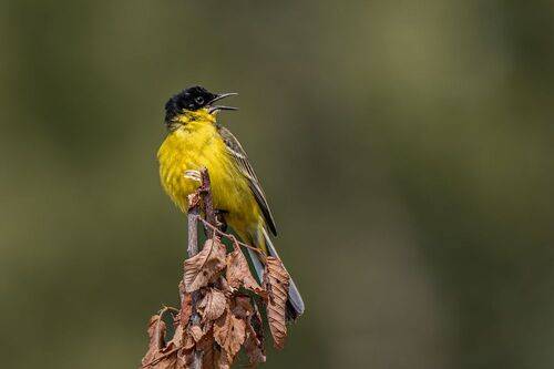 Black-Headed Bunting