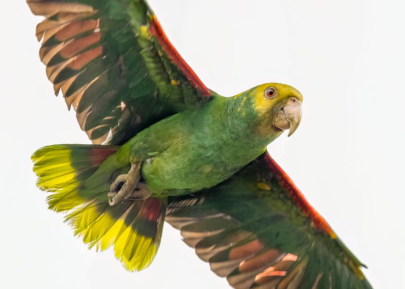 Amazona oratrix фото превью