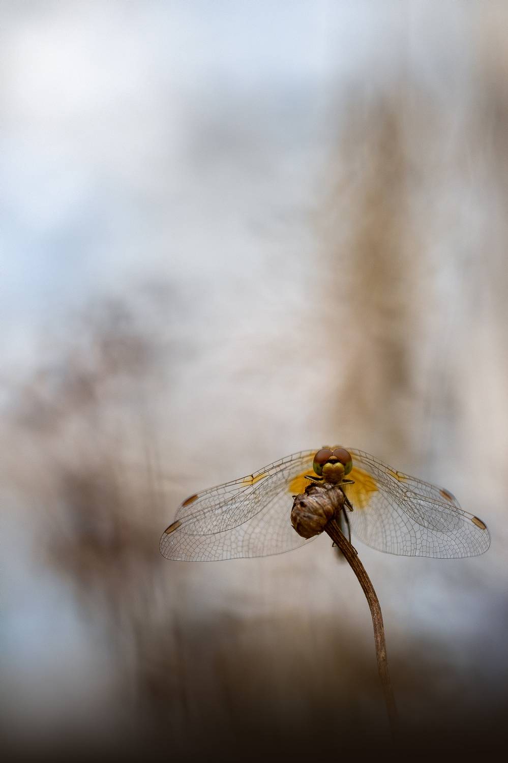 , Кузнецов Дмитрий