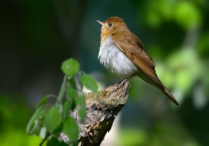 Veery фото превью