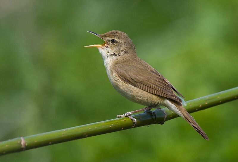 садовая камышовка,пение,май Садовая камышовка фото превью