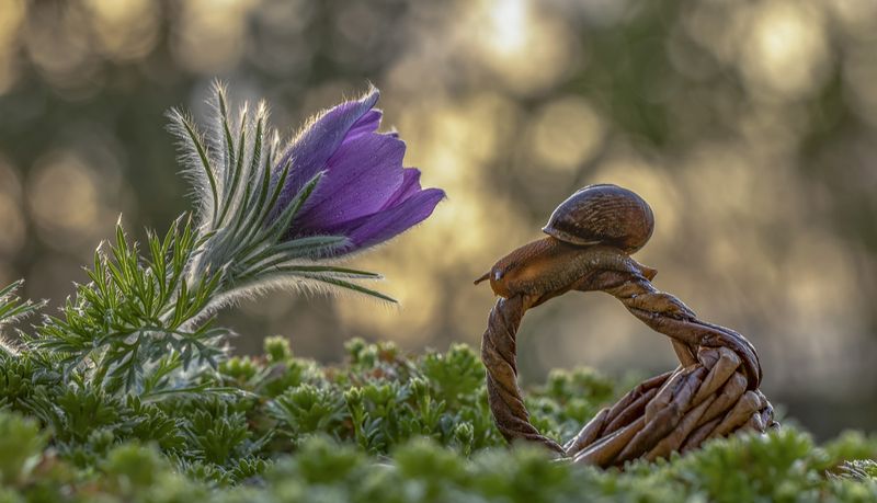 улитка, закат, пролесок, сон-трава Путешественница фото превью
