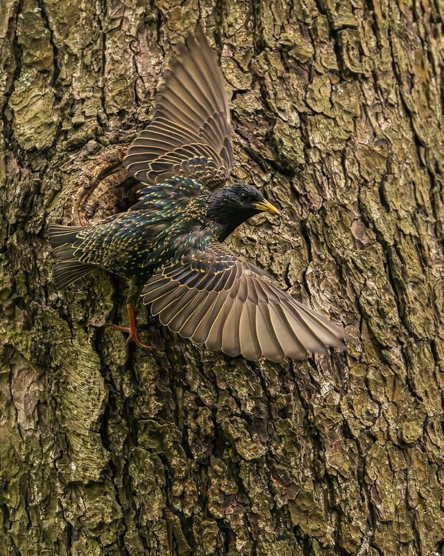 скворец, птицы, гнездо Скворец у гнезда фото превью