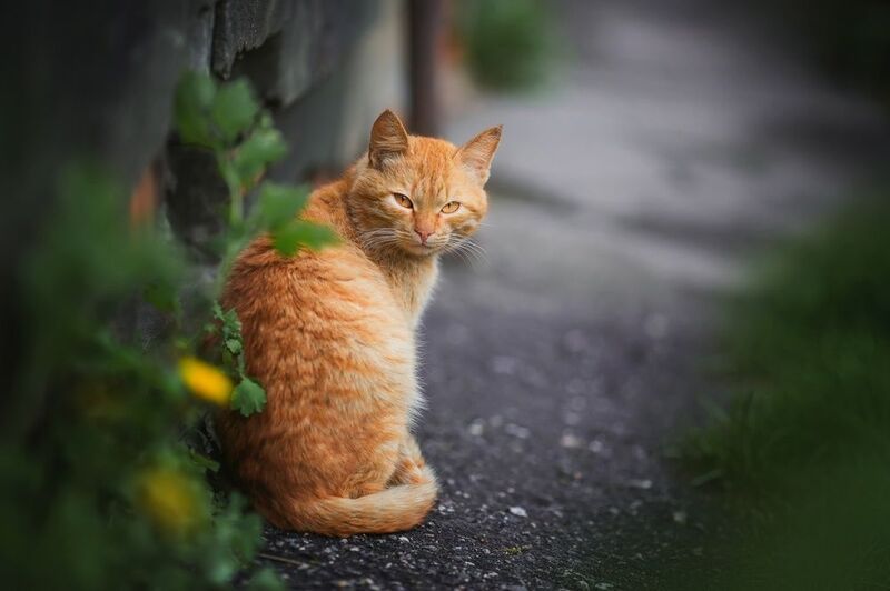 Мудрый рыжий кот фото превью