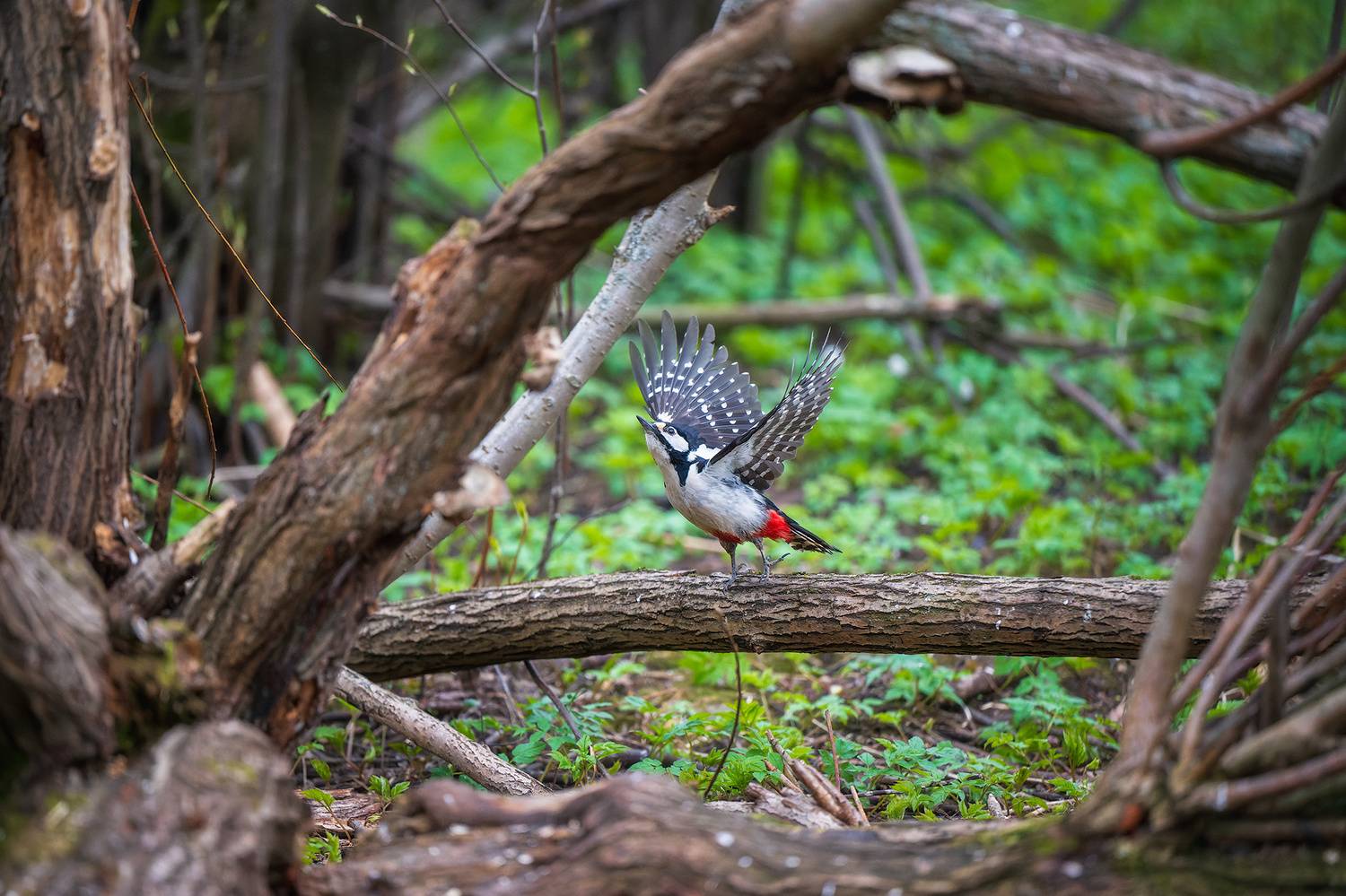 пермский край, птицы, фотоохота, природа, дятел, Кузнецов Кирилл