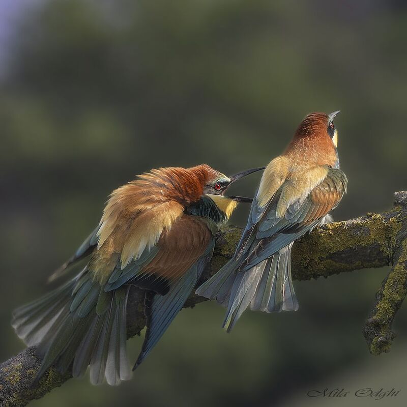 Забияка фото превью