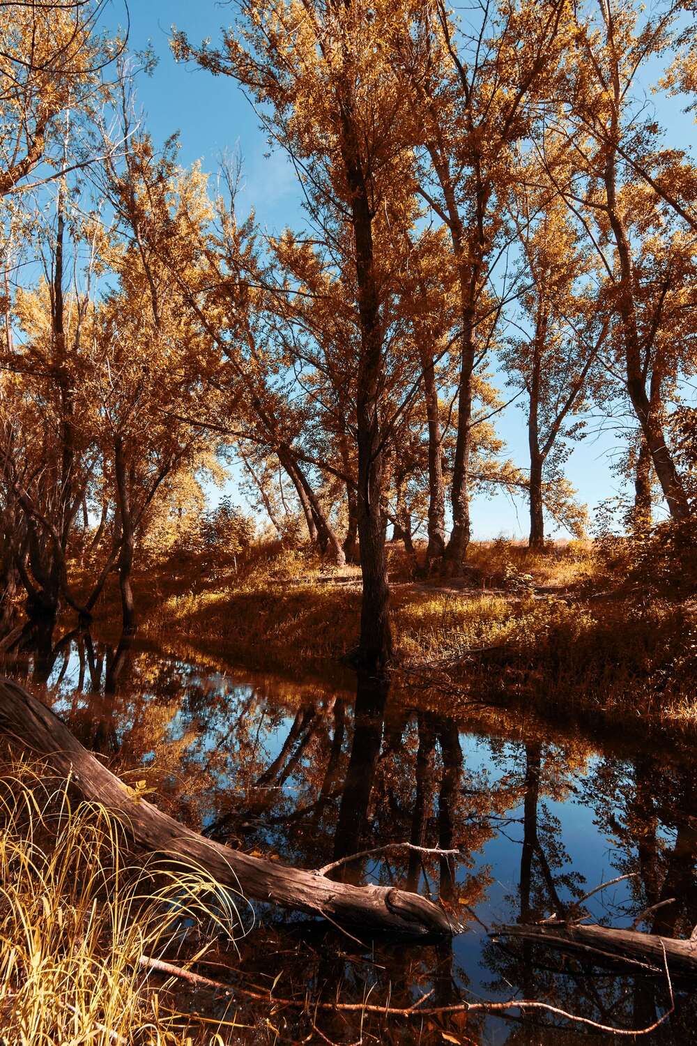 landscapes, volgograd, russia, wildlife, , Павел Сторчилов