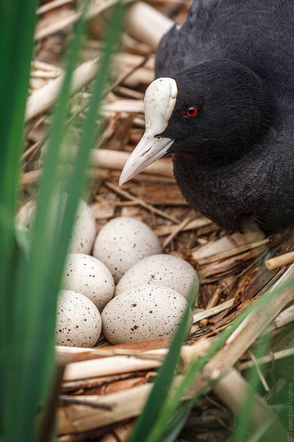 , Тимофей Шутов