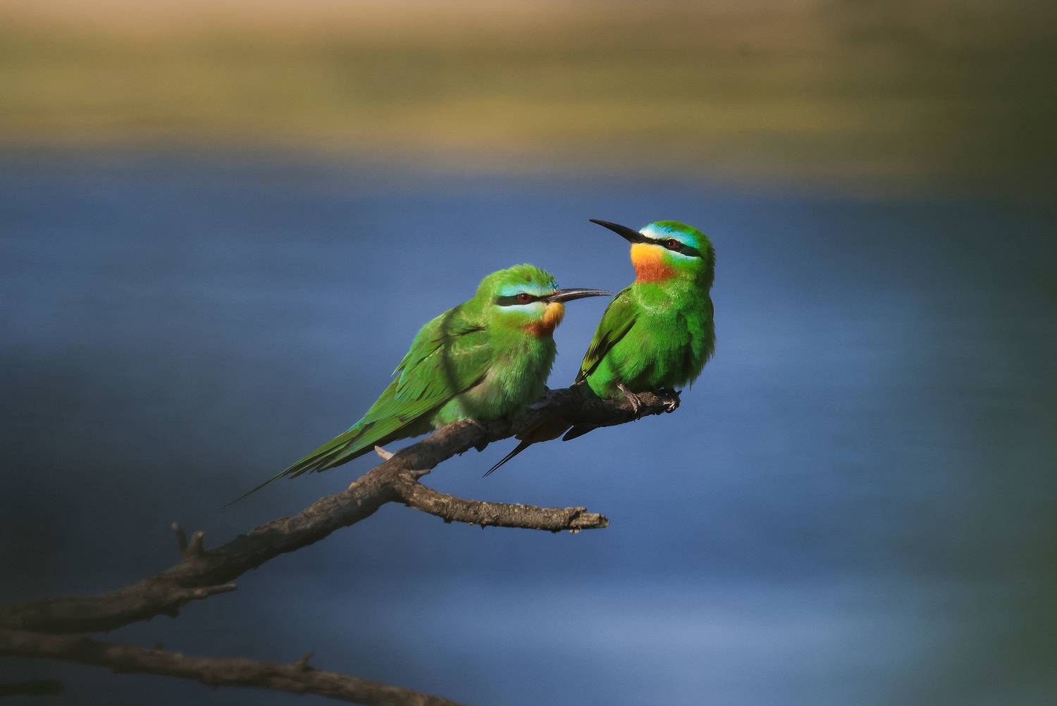 шурки,птицы,весна,озеро,, Magov Marat