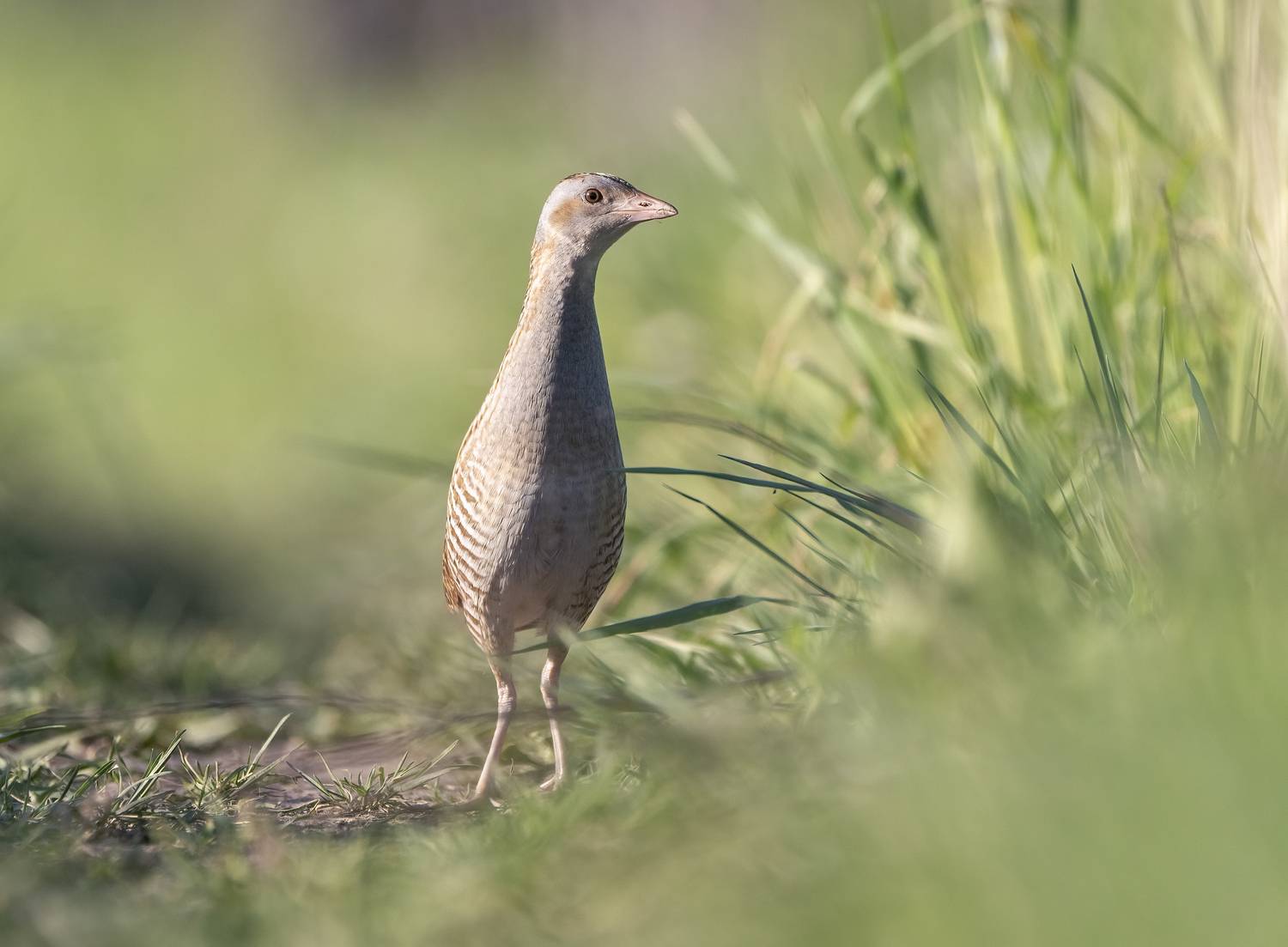 птицы,природа, весна, Андрей Киселёв