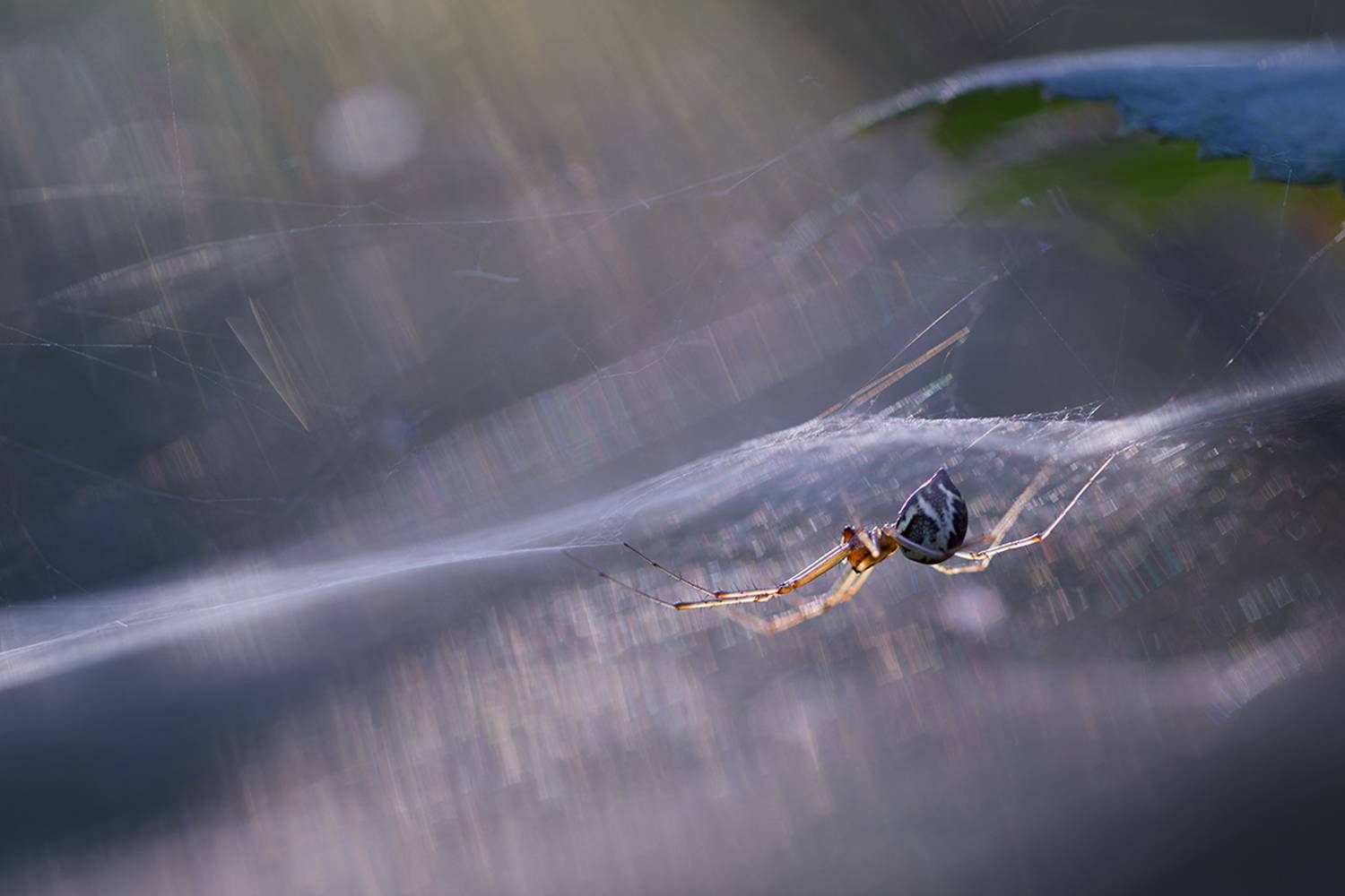 макро, паук, макрофотография, spider, macro, Хилько Марина
