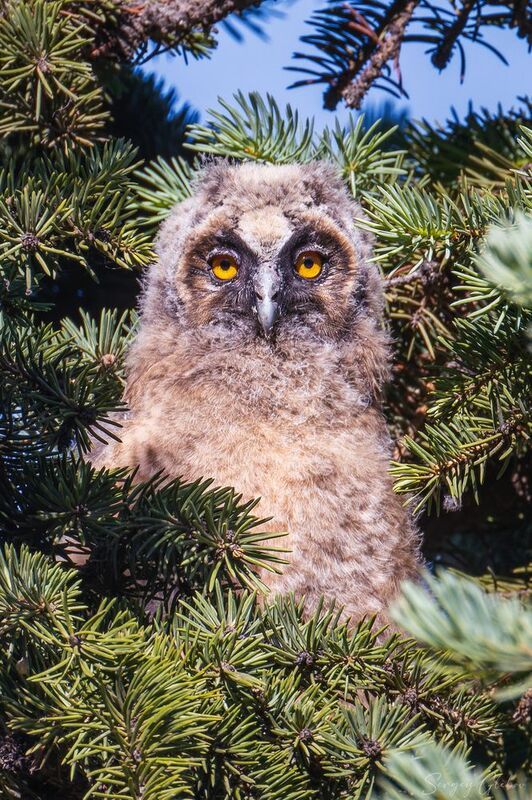 ушастая сова, птицы, пернатые Глаза в глаза фото превью