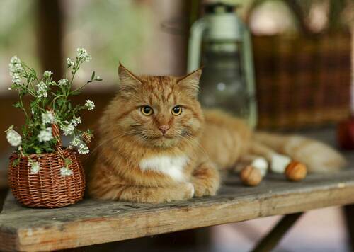 Рыжий романтик