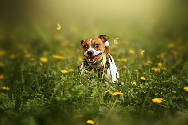 Одуванчики фото превью