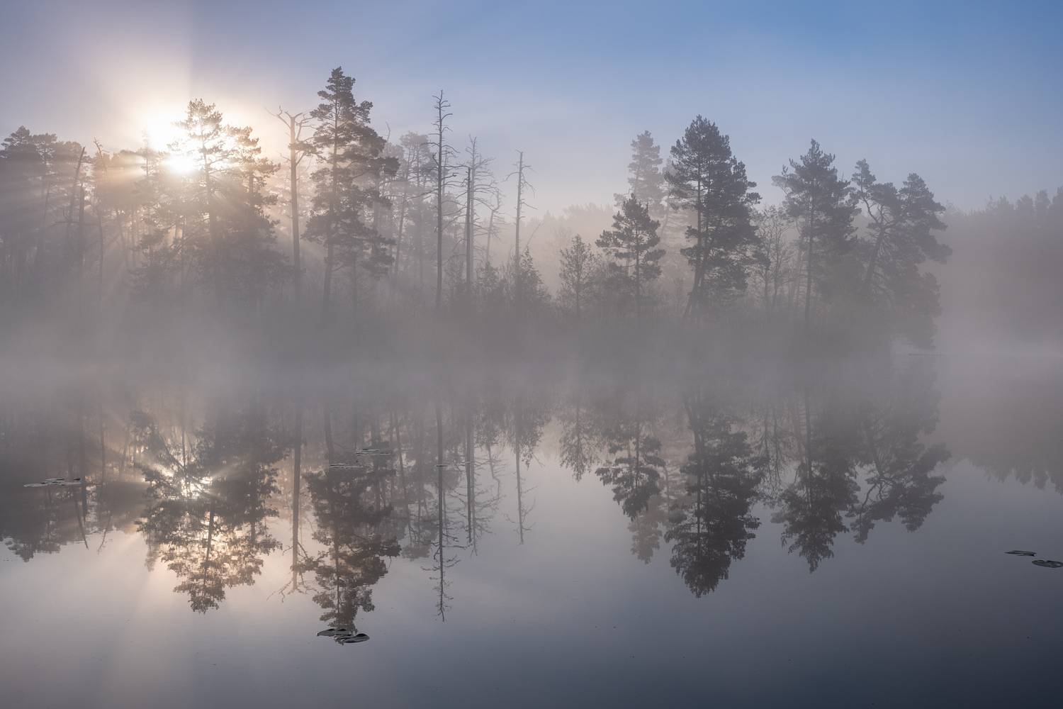 , Гордон Николай