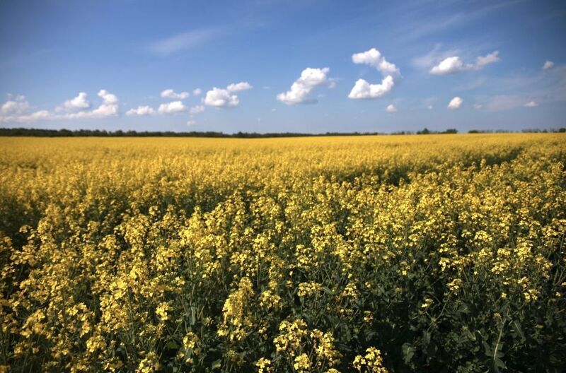 природа, яркие краски, осень, поле, лес Рапс фото превью