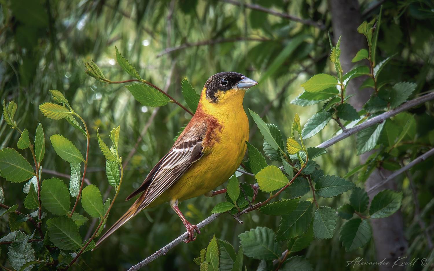 овсянка, черноголовая овсянка, emberiza melanocephala, Круль Александр
