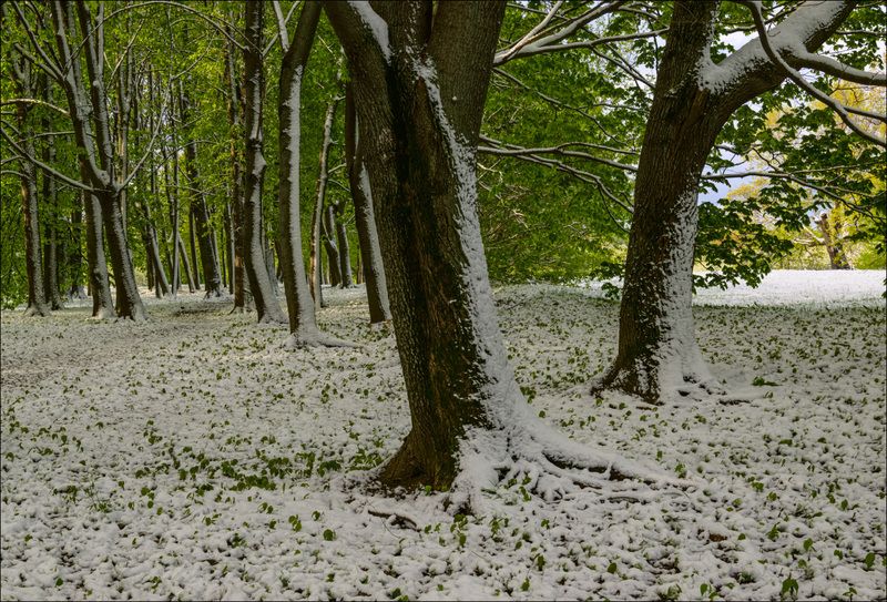 9 мая 2024 года в парке Коломенское фото превью