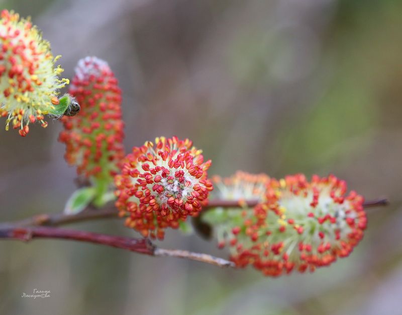 почка, весна, ветка, тычинки Пробуждение фото превью