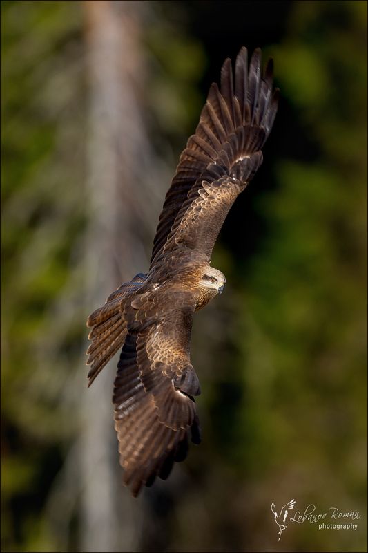 Вираж фото превью