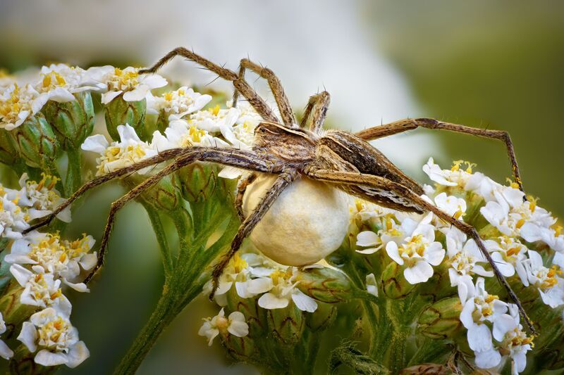 Пизаура фото превью